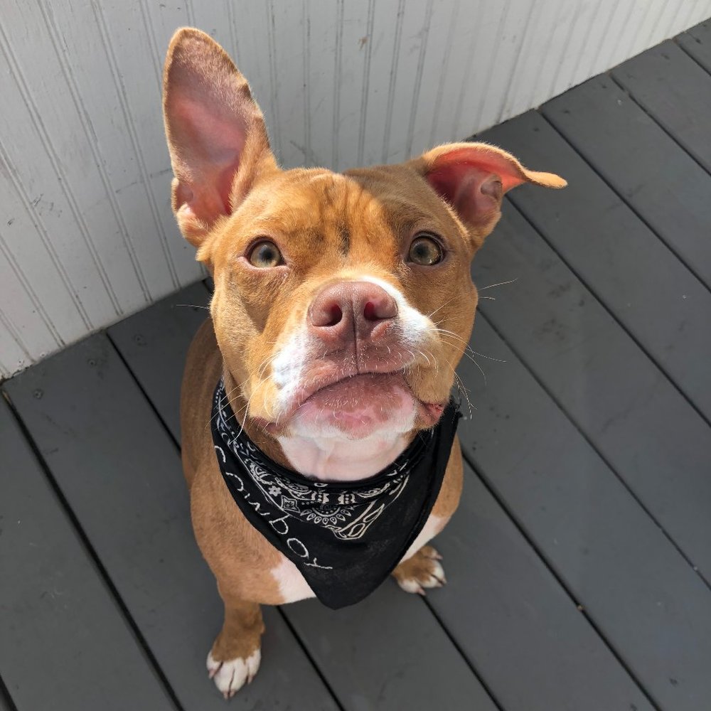 Meet your Posher, Rider